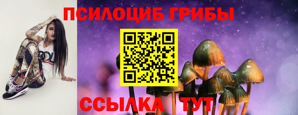 Чайковский  Псилоцибиновые грибы Cubensis  Вход с VPN 